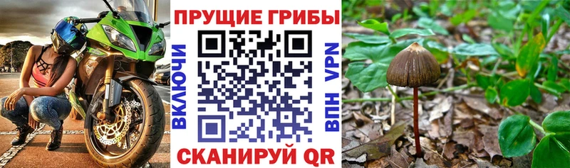 площадка официальный сайт  Туймазы  Галлюциногенные грибы Psilocybine cubensis  где найти наркотики 